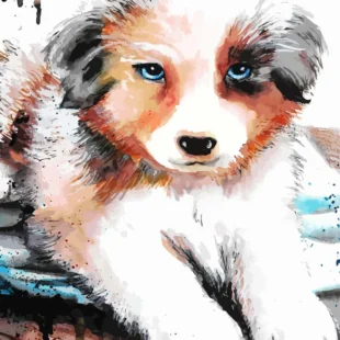Malen Nach Zahlen Australian Shepherd