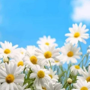 Malen Nach Zahlen Gänseblümchen