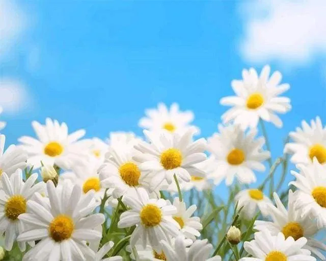 Malen Nach Zahlen Gänseblümchen